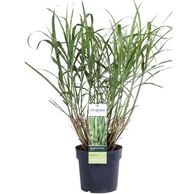 Miscanthus sinensis 'Strictus' - Ø19cm - 40-50cm - Gartenpflanze