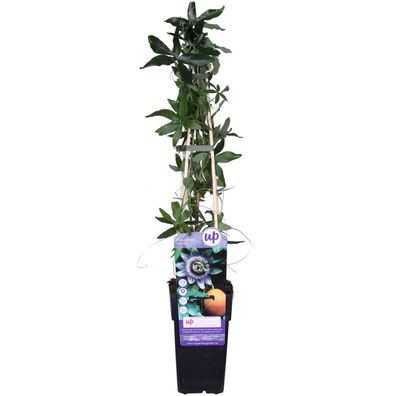 Passiflora caerulea - passiebloem - Ø15cm - 55-65cm - Gartenpflanze