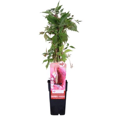 Parthenocissus q var 'Engelmannii' - Ø15cm - 55-65cm - Gartenpflanze