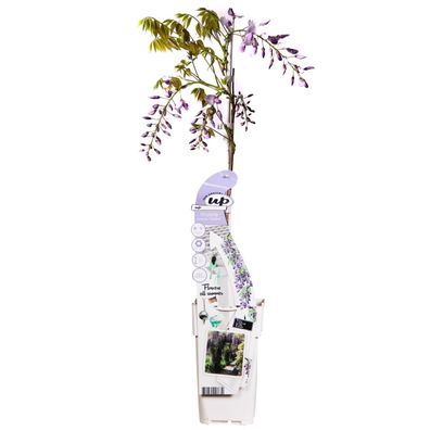 Wisteria sinensis 'Caroline' - Ø15cm - 65cm - Gartenpflanze