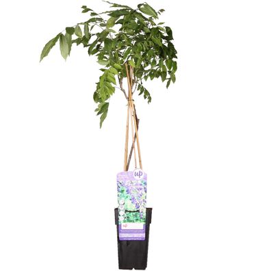 Wisteria sinensis 'Prolific' - Ø15cm - 55-65cm - Gartenpflanze