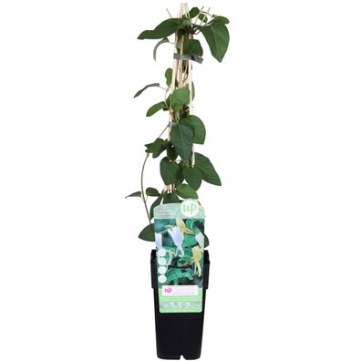 Lonicera japonica 'Halliana' - Ø15cm - 55-65cm - Gartenpflanze