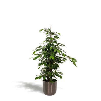 Ficus benjamina Danielle mit Topf Mayk Lead - Ø21cm - 95cm - Zimmerpflanze - Imme