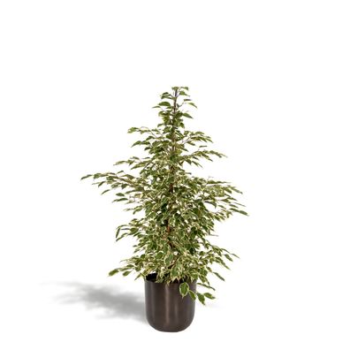 Ficus benjamina Twilight mit Topf Mayk Lead - Ø21cm - 95cm - Zimmerpflanze - Imme