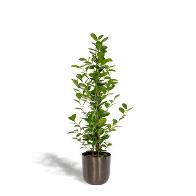 Ficus microcarpa Moclame mit Topf Mayk Lead - Ø21cm - 95cm - Zimmerpflanze - Imme