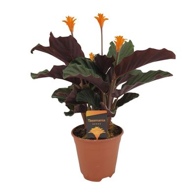 Krokodilwurzel (Calathea Crocata) - Ø14cm - 30-40cm - Zimmerpflanze - Immergrün