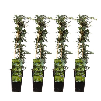Hedera helix | 4 Stücke - Ø15cm - 55-65cm - Gartenpflanze