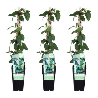 Lonicera japonica 'Halliana' | 3 Stück - Ø15cm - 55-65cm - Gartenpflanze