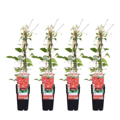 Clematis Rouge Cardinal | 4 Stücke - Ø15cm - 55-65cm - Gartenpflanze - Multideal