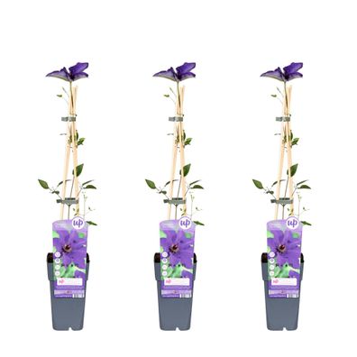 Clematis 'The President' lilablauen | 3 Stücke - Ø15cm - 55-65cm - Gartenpflanze