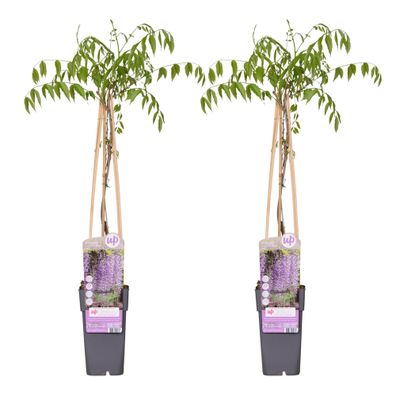 Wisteria floribunda 'Naga Noda' - Ø15cm - 55-65cm - Gartenpflanze
