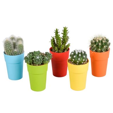 Kakteen mix im gekleurde plasticpot | 5 Stücke - Ø5,5cm - 16cm - Zimmerpflanze