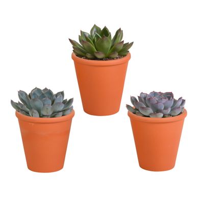 Echeveria mix im terracotta Topf | 3 Stücke - Ø8,5cm - 15cm - Zimmerpflanze - Im