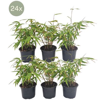 24 x Fargesia Rufa - Ø13cm - 25cm - Gartenpflanze - Multideal