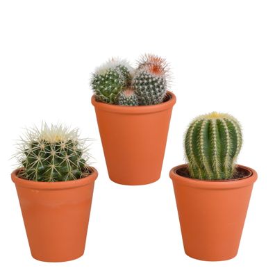 Bolcactus-Mischung - im terracotta Topf - Ø8,5cm - 16cm - Zimmerpflanze - Immergr