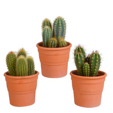 Cereus-Mischung - 3x - im terracotta Topf - Ø10,5cm - 23cm - Zimmerpflanze - Imme