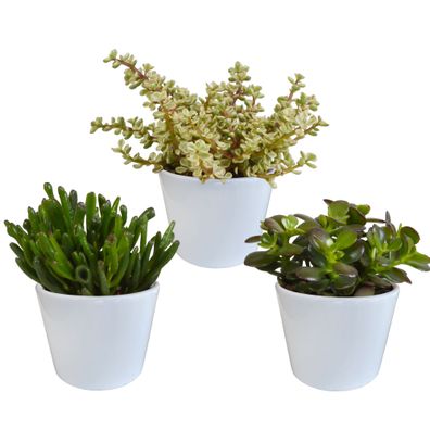 Crassula mix im Weiße Topf | 3 Stücke - Ø10,5cm - 21cm - Zimmerpflanze - Immerg