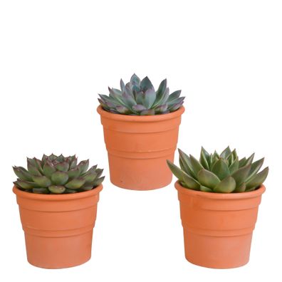 Echeveria mix im terracotta Topf | 3 Stücke - Ø10,5cm - 21cm - Zimmerpflanze - I