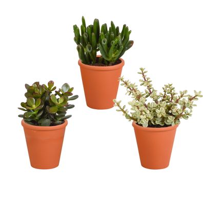 Crassula mix im terracotta Topf | 3 Stücke - Ø8,5cm - 18cm - Zimmerpflanze - Imm