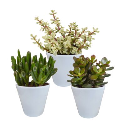 Crassula mix im Weiße Topf | 3 Stücke - Ø8,5cm - 18cm - Zimmerpflanze - Immergr