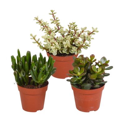 Crassula mix | 3 Stücke - Ø8,5cm - 18cm - Zimmerpflanze - Immergrün - Multideal