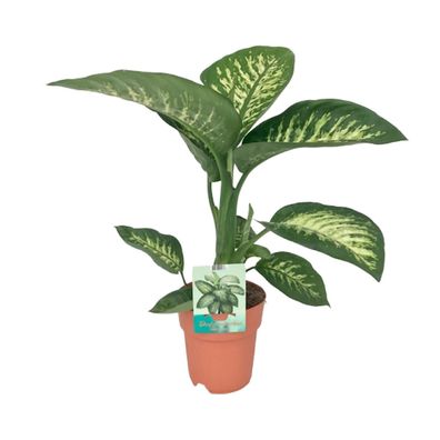 Dieffenbachia Seguine Tropic Snow - Ø19cm - 60-70cm - Zimmerpflanze - Immergrün