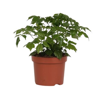 Rademachera Sinica - Ø12cm - 27cm - Zimmerpflanze - Immergrün