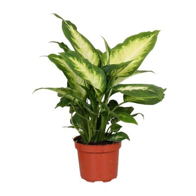 Dieffenbachia Camilla - Ø12cm - 25-35cm - Zimmerpflanze - Immergrün