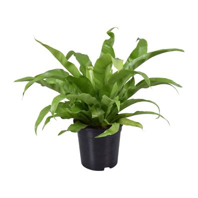 Asplenium Antiquum - Ø17cm - 45cm - Zimmerpflanze - Immergrün