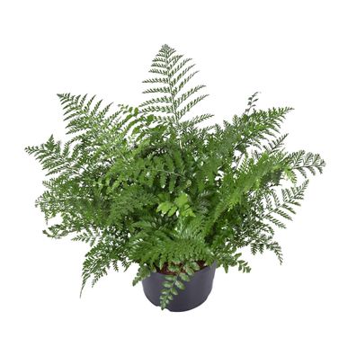 Asplenium Parvati - Ø23cm - 55cm - Zimmerpflanze - Immergrün