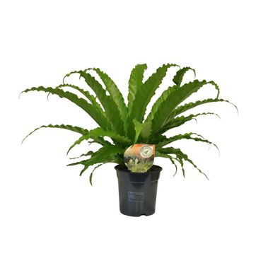 Asplenium Osaka - Ø17cm - 30-40cm - Zimmerpflanze - Immergrün