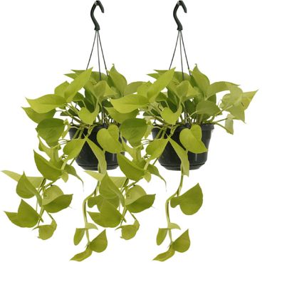 Epipremnum Golden Pothos - Scindapsus | 2 Stücke - Ø15cm - 25cm - Zimmerpflanze