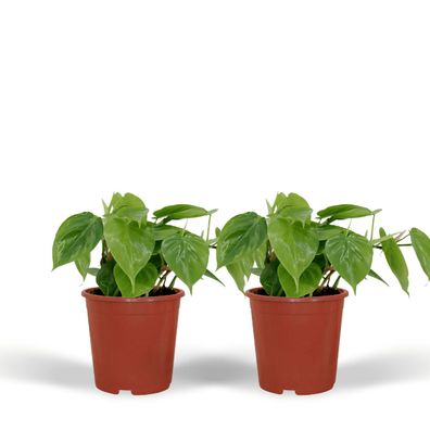 Philodendron Scandens | 2 Stücke - Ø12cm - 15cm - Zimmerpflanze - Immergrün - M