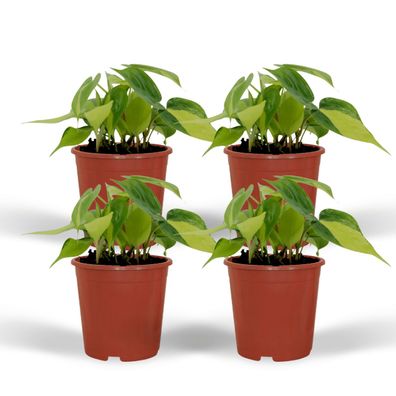 Philodendron Scandens Brasil | 4 Stücke - Ø12cm - 15cm - Zimmerpflanze - Immergr