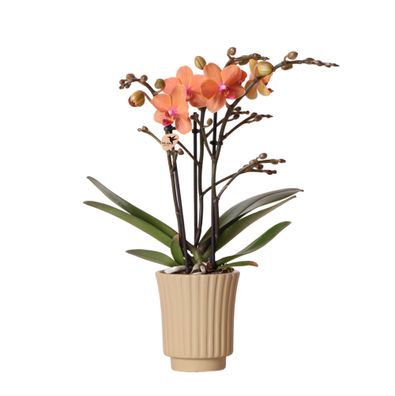 Orange Phalaenopsis Orchidee - Mineral Bolzano + Retro khaki - Ø9cm - 35cm - Zimm