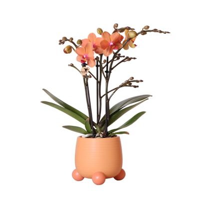 Orange Phalaenopsis Orchidee - Mineral Bolzano + Rolling Peach - Ø9cm - 40cm - Zi