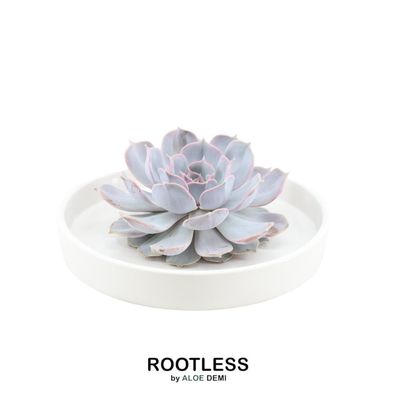 Rootless Sukkulent Echeveria Lilacina im Schale 'weiss' - Ø20cm - 5cm - Kakteen u