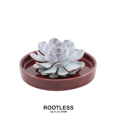 Rootless Sukkulent Echeveria Lilacina im Schale 'rot' - Ø20cm - 5cm - Kakteen und