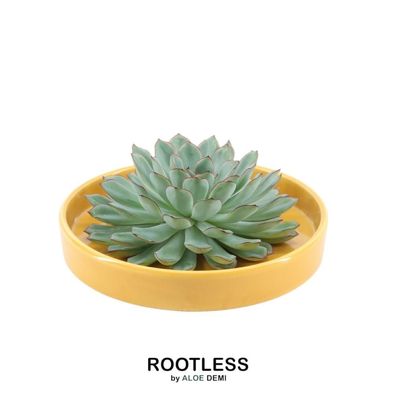 Rootless Sukkulent Echeveria Pulidonis im Schale 'gelb' - Ø20cm - 5cm - Kakteen u