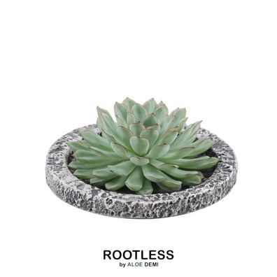 Rootless Sukkulent Echeveria Pulidonis im Schale 'Concrete' - Ø20cm - 5cm - Kakte