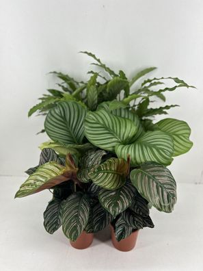 Calathea mix | 6 Stücke - Ø14cm - 50cm - Zimmerpflanze - Immergrün - Multideal