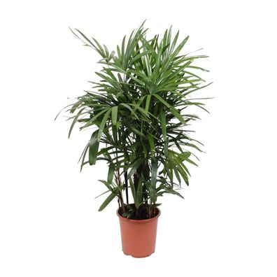 Rhapis Excelsa - Ø27cm - 110-120cm - Zimmerpflanze - Immergrün