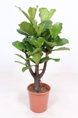 Ficus Lyrata - Ø27cm - 120cm - Zimmerpflanze - Immergrün