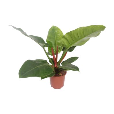 Philodendron Imperial Grün - Ø17cm - 50-60cm - Zimmerpflanze - Immergrün