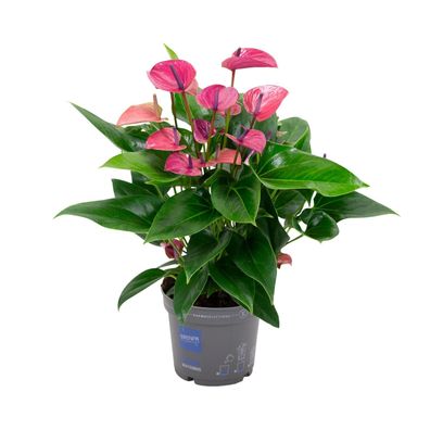 Anthurium KARMA Purple - Ø17cm - 50cm - Zimmerpflanze - Blühende Zimmerpflanze