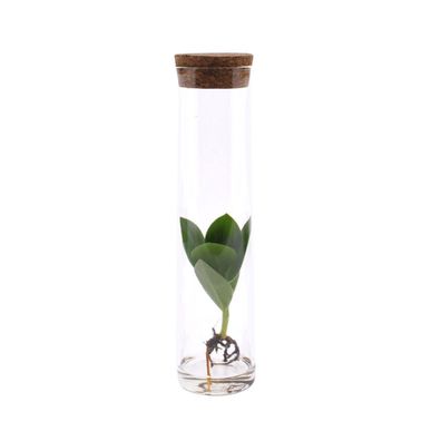 Clusia im Glasrohr - Ø5cm - 15cm - Zimmerpflanze - Immergrün