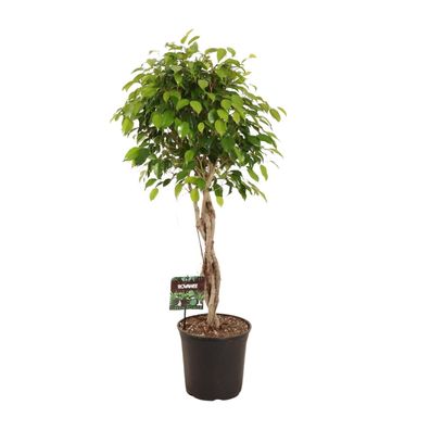 Ficus Benjamina Exotica - Ø27cm - 120cm - Zimmerpflanze - Immergrün