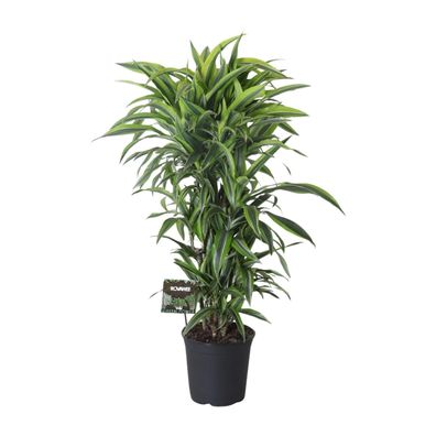 Dracaena Fragrans Lemon Lime verzweigt - Ø27cm - 120cm - Zimmerpflanze - Immergrün