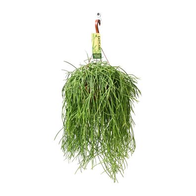 Rhipsalis Baccifera Shaferi - Ø21cm - 60cm - Zimmerpflanze - Immergrün - Kakteen