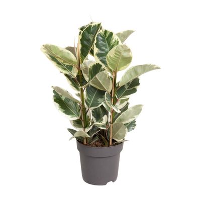 Ficus Elastica Tineke - Ø27cm - 90-100cm - Zimmerpflanze - Immergrün